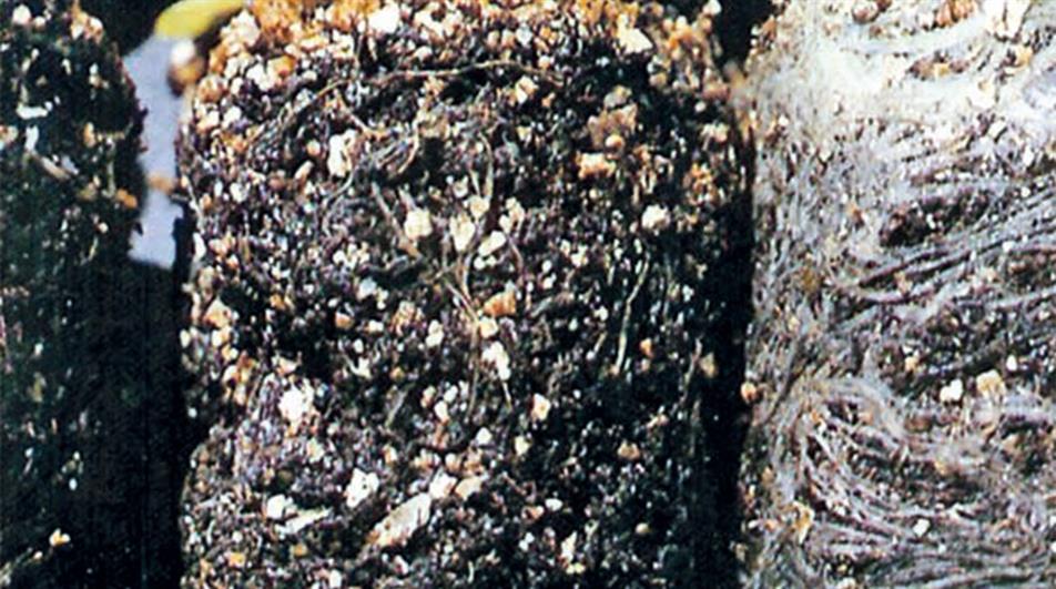Black root rot compared to healthy white roots